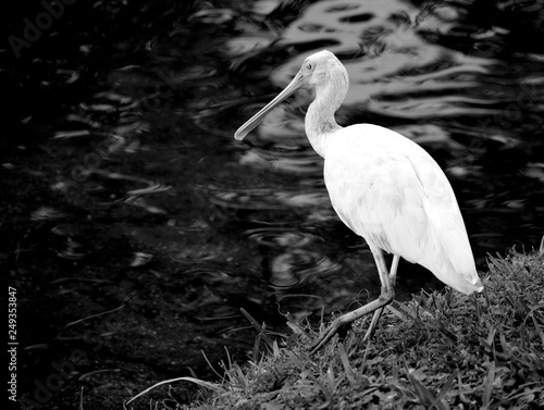 Spoonbill Bird In The Wild By The Waters Edge Florida Usa - 