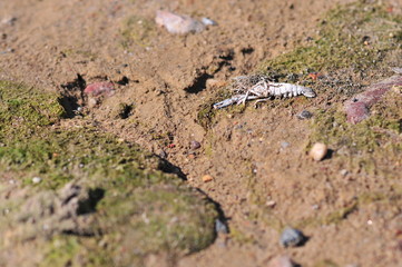 Dead crawfish, European crayfish, noble crayfish, or broad-fingered crayfish (Astacus astacus) on the shore of the lake. Mietkow lake, Poland