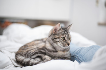 Naklejka premium Liegende Katze