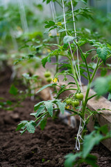 young green tomatoes in the garden