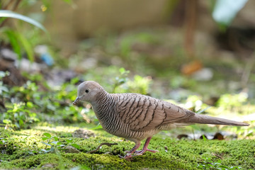 Small bird walking on the ground