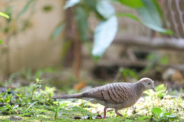Small bird walking on the ground