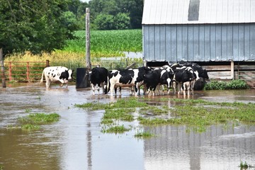 Cows in Flooded Pen