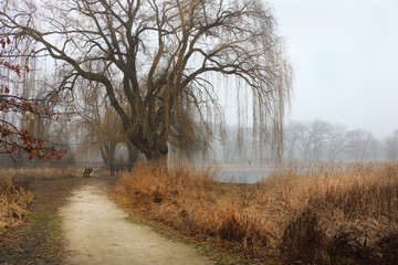 country path leading to weeping willow