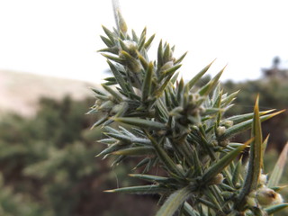 closeup of a cactus