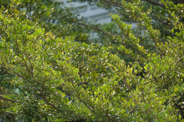 Beautiful leaves and flowers