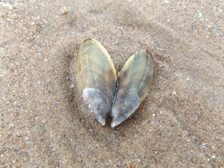 sea shells on the beach