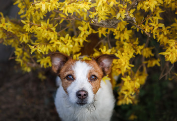 Jack Russell dog on a bench with flowers. Spring walk with a pet. Journey