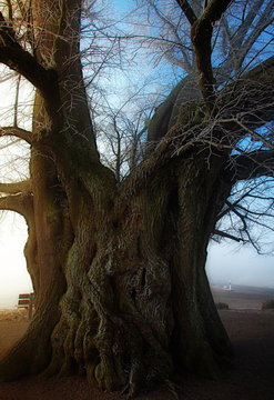 Close-up of a six hundred year old lime tree, Switzerland