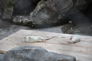dead mouse