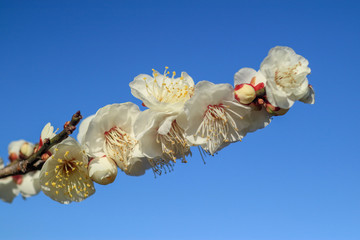 梅の花と青空