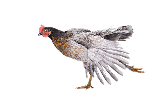 Gray chicken in unusual pose standing isolated on white background