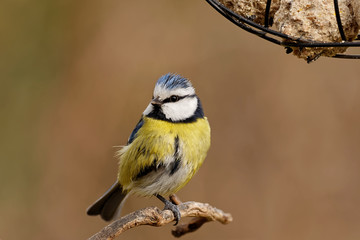 Fototapeta premium Blaumeise