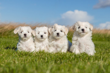 Puppies group portrait
