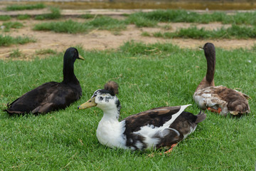  On a sunny day, two brown geese and one white lie on the grass near the lake and squint with pleasure