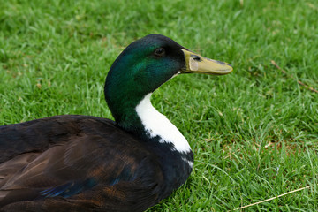 Drake portrait on green grass