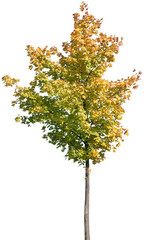 Acer platanoides - Spitzahorn