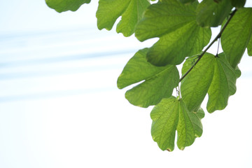 Beautiful leaves and flowers