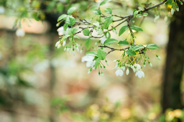 Beautiful leaves and flowers