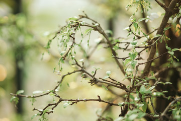 Beautiful leaves and flowers