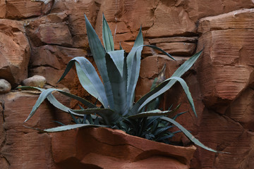 Big aloe on a red stone