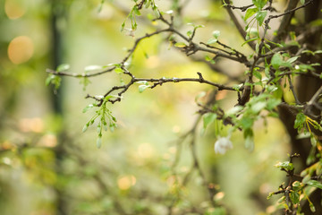 Beautiful leaves and flowers