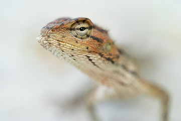 tête de lézard