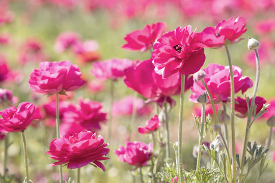 Photograph of a field of bright pink Ranunculus flowers in spring time 