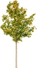 Acer platanoides - Spitzahorn