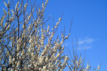 Obraz premium 梅の花と青空