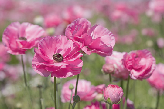Photograph of pink Ranunculus flower in a field of pink flowers