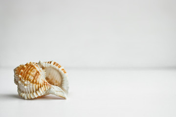 Composition with a shell with copy space, a template for lettering, text, design. Postcard template. The concept of holiday, vacation.