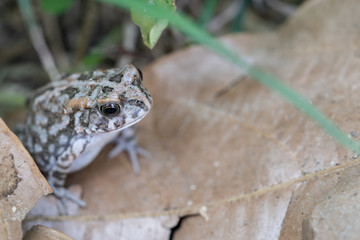 grenouille sur feuille