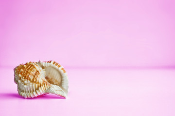 Composition with a shell with copy space, a template for lettering, text, design. Postcard template. The concept of holiday, vacation.