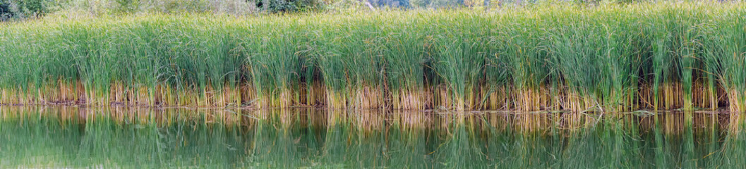 Reed, sedge or reed on lake or pond