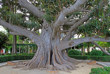 Giant tree in public park of Cadiz
