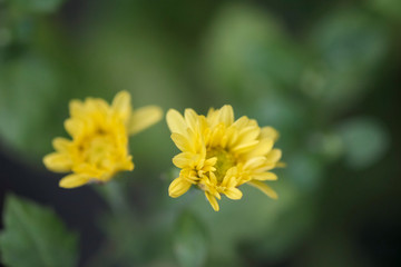 Beautiful leaves and flowers