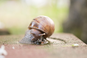 Big snail Crawling on the floor