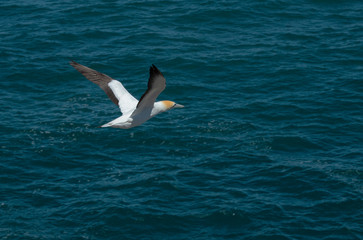 Fototapeta na wymiar Muriwai coast. Gannet colony. Seagulls. Coast Auckland