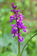 Obraz premium Wild Orchid flower