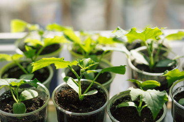 seedlings of young plants on a window in a glass, sprouts of cucumbers