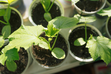 seedlings of young plants on a window in a glass, sprouts of cucumbers