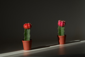 2 kleine Kaktuse