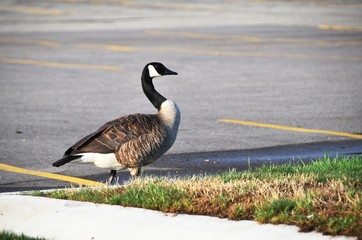 Canada Goose by Parking Lot