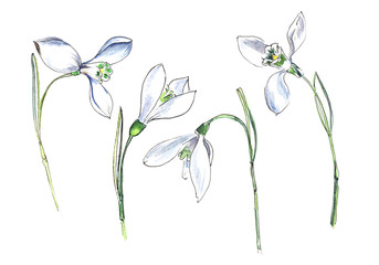 Snowdrop. Set of four small white flowers. Hand drawn watercolor illustration on a textured paper. Isolate on a white background.