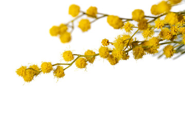 Mimosa Isolated on White Background