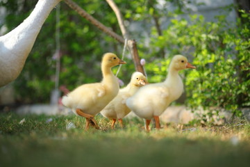 ducks on grass