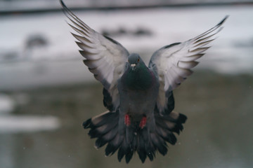 Fototapeta premium Pigeon in flight over the Moscow River, frozen in winter
