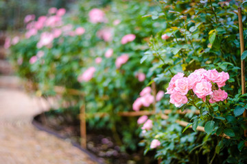 Fototapeta na wymiar Pink Rose Tree is a beautiful shrub.