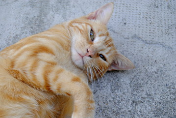 Chat